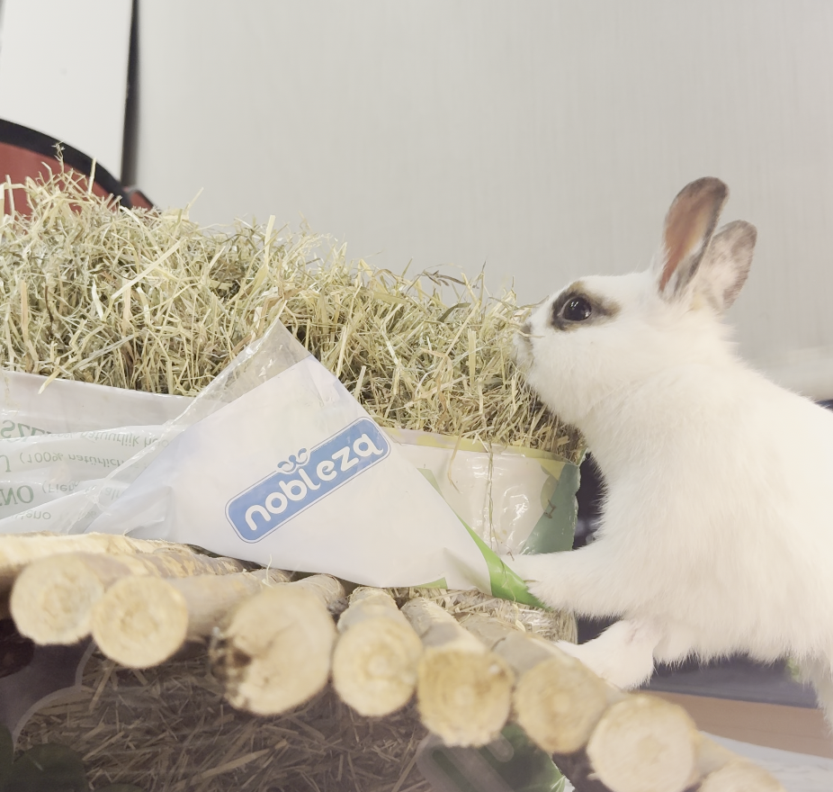 Heno Nobleza Premium: La base de una vida sana para tu conejo